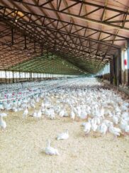 chicken-4689310_1280