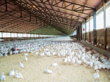 chicken-4689310_1280